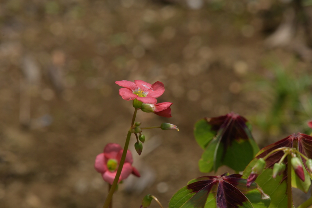 季節の花MCDXCVII！