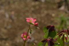 季節の花MCDXCVII！