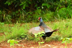 身近にいる野鳥DVI！
