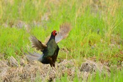 身近にいる野鳥CDXCVI！