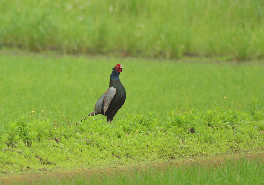 身近にいる野鳥CCCLXXVI！