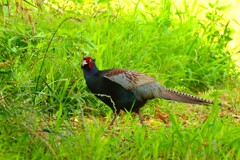 身近にいる野鳥CDLXXX！