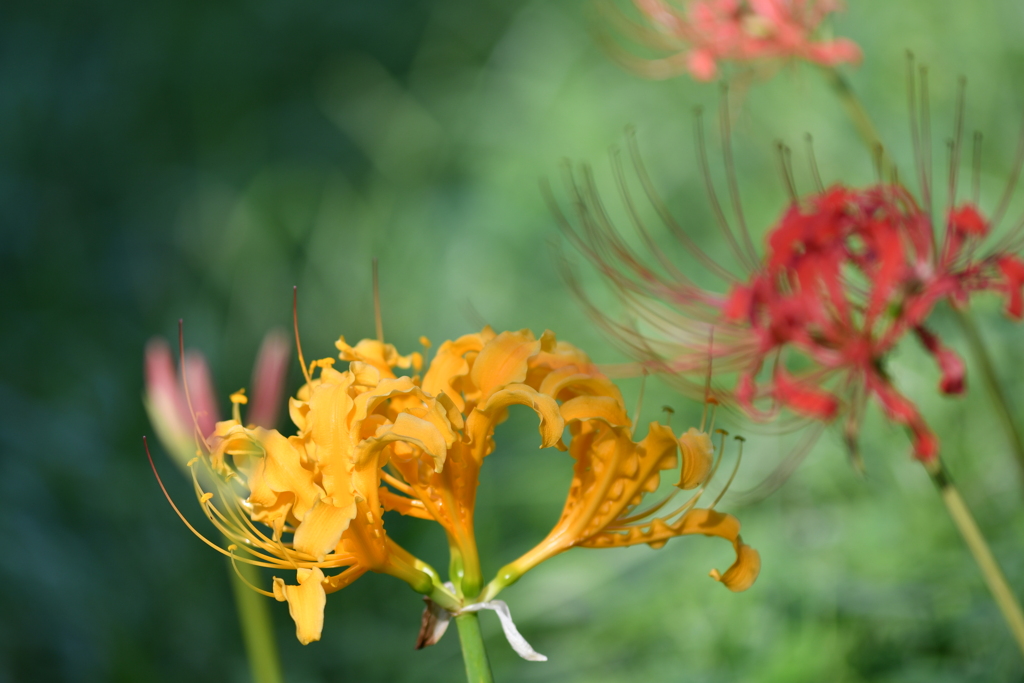 季節の花CCXXXV！