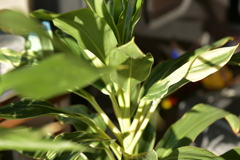 季節の花MDLVII！