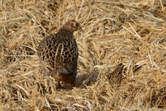 身近にいる野鳥CCCXCIII！