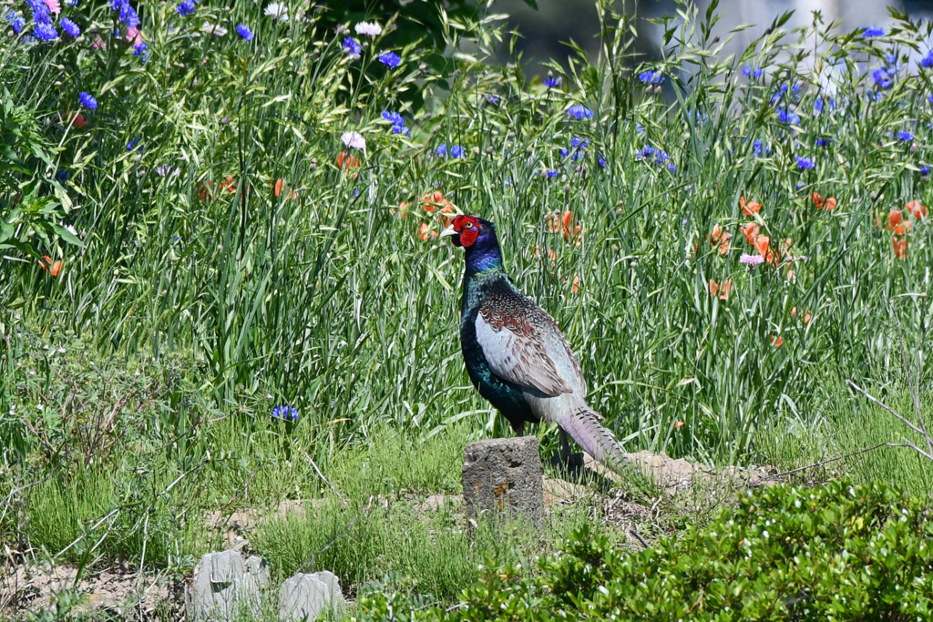 身近にいる野鳥CXXI！