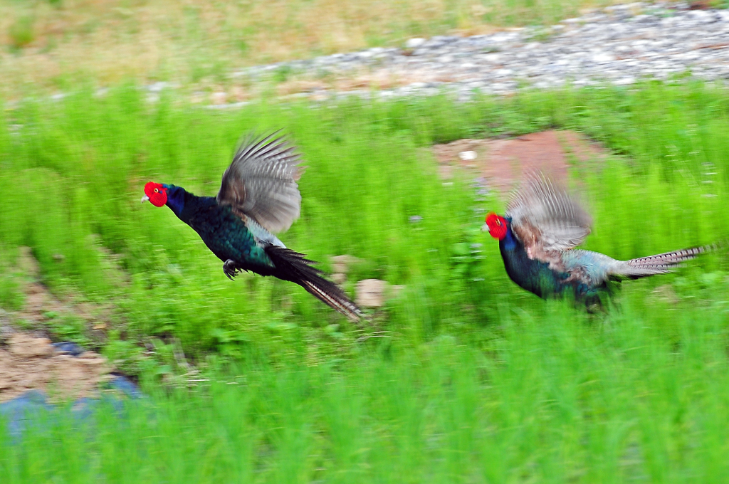 身近にいる野鳥CI！