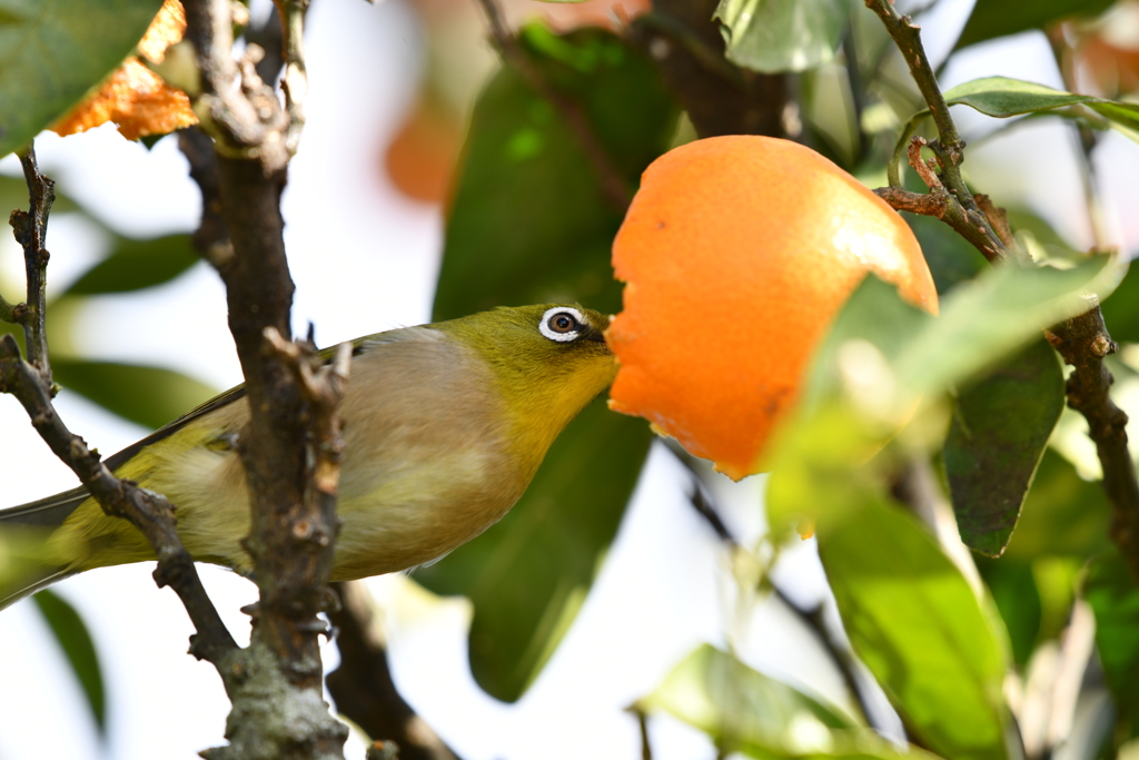 身近にいる野鳥LII！