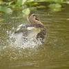 身近にいる野鳥CCCXLII！