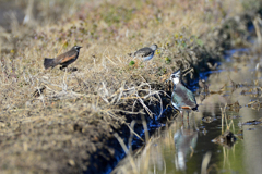 三者（鳥）会談？