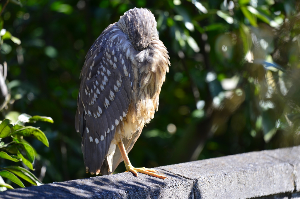 身近にいる野鳥CCLXXXVI！