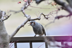 身近にいる野鳥LXX！