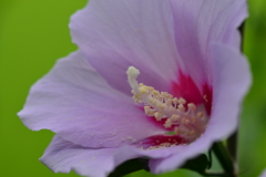 季節の花XX！