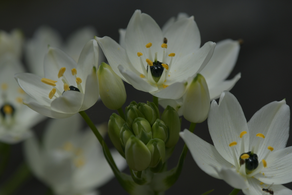 季節の花CMLXXVIII！