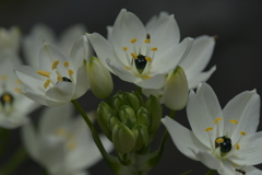 季節の花CMLXXVIII！
