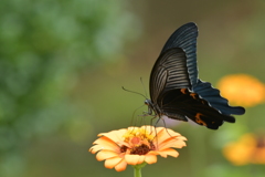 花と蝶II-XCVIII！