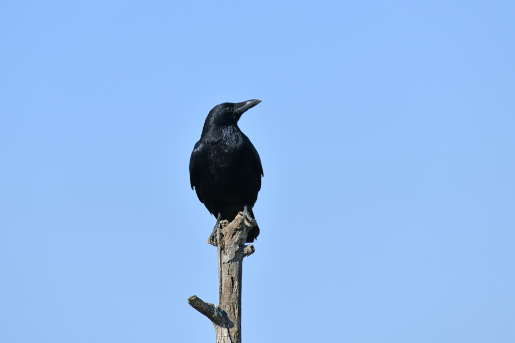 身近にいる野鳥CXXII！
