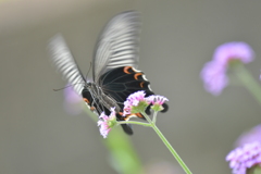 花と蝶II-LXXXIV！