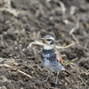 身近にいる野鳥XXXIII！