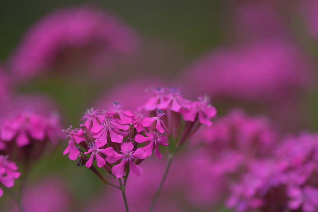 季節の花MCCCI！