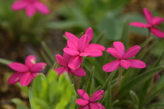 季節の花MCDLVI！