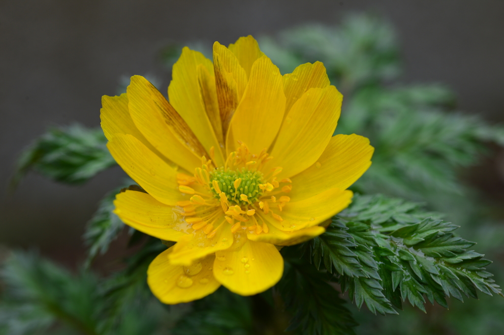 季節の花MCXLI！