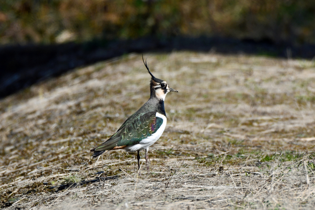 身近にいる野鳥CXXXII！