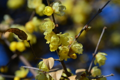 季節の花DLV！