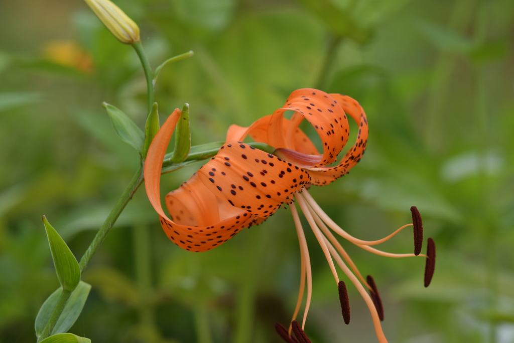 季節の花MXXXVI！