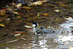 里山の野鳥XIX！