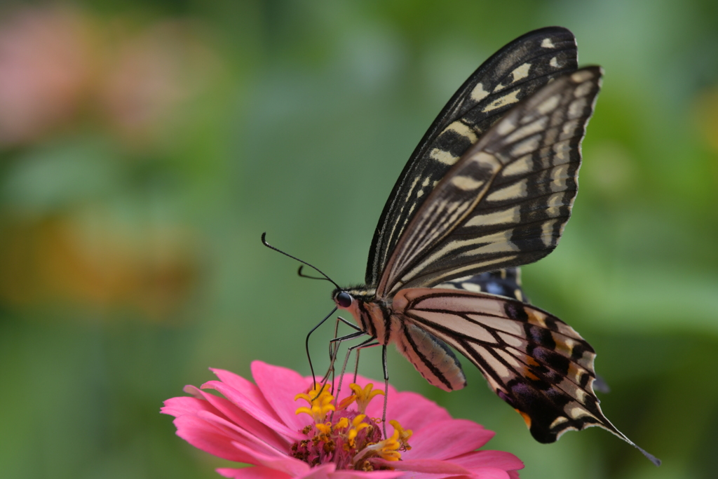 花と蝶MMCCXXIX！