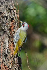 アオゲラ♀