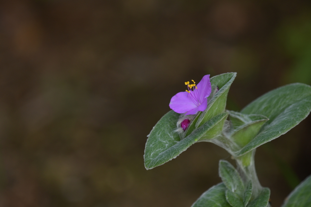 季節の花ML！