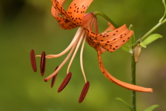 季節の花MCDXCII！