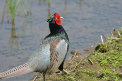 身近にいる野鳥CDIX！