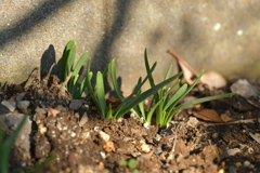 季節の花MDLXXXIII！