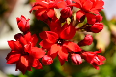 季節の花MDLXVII！