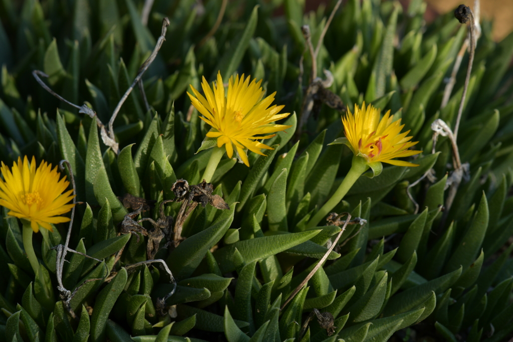 季節の花MDXXIII！