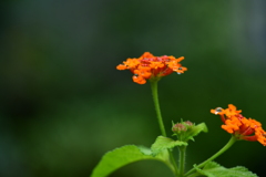 季節の花CCXIX！
