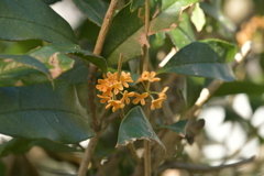 季節の花MDXVIII！