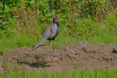 身近にいる野鳥CDLXVIII！
