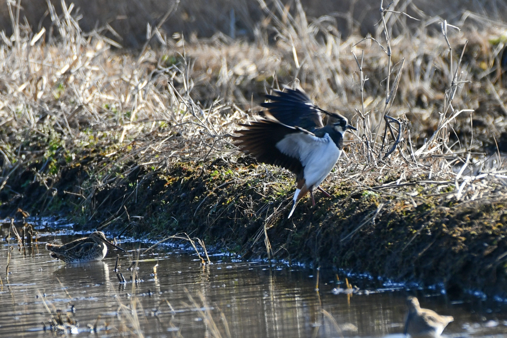 身近にいる野鳥CXLIV！