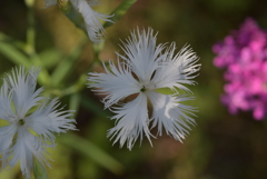 季節の花CMLXXXIX！