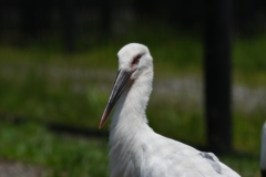 里山の野鳥CXXXV！