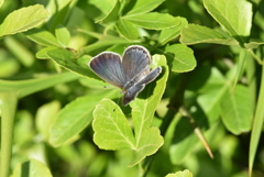 里山の蝶CCCLVIII！