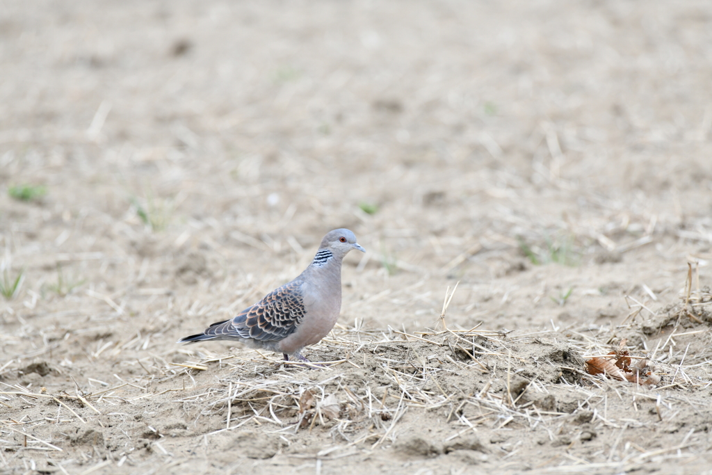 身近にいる野鳥CC！