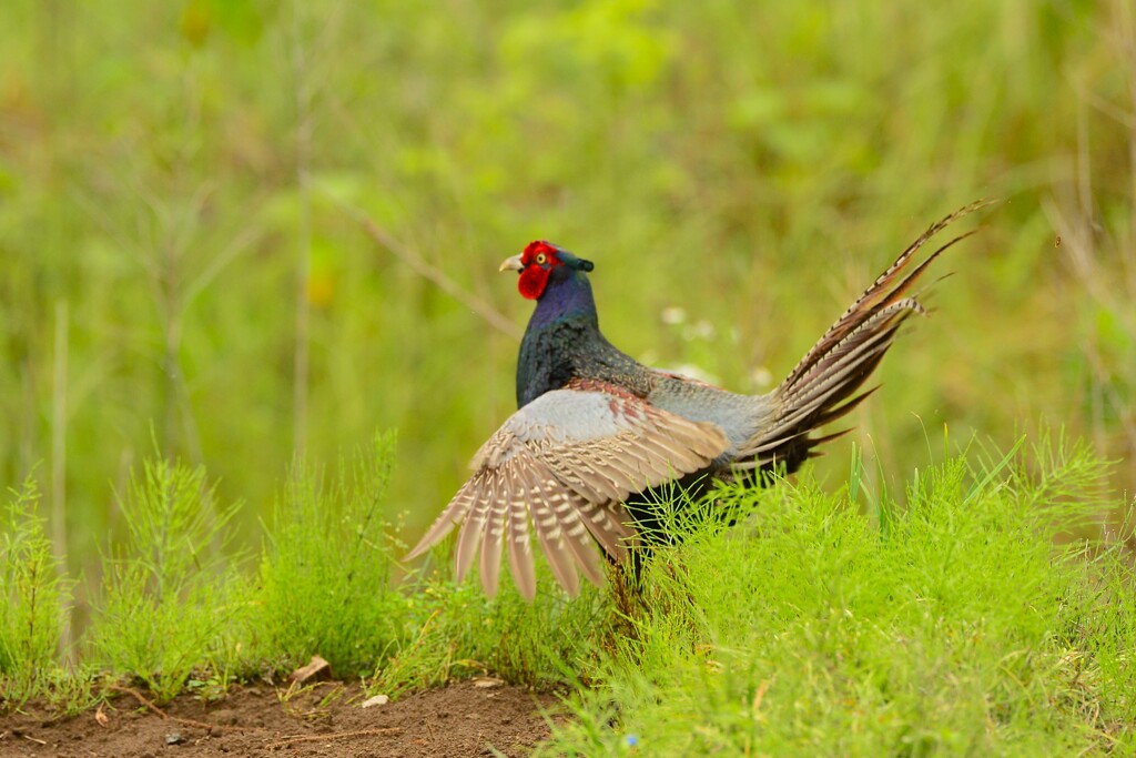 身近にいる野鳥CDLIV！