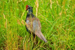 身近にいる野鳥CDLXXIX！