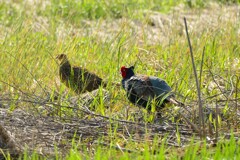 身近にいる野鳥CDXXXVII！