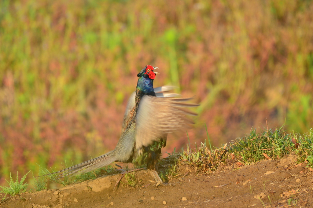身近にいる野鳥CCCLXXXV！